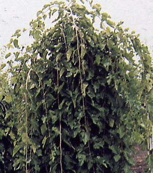 معرفی و راهنمای پرورش درختان زینتی - توت مجنون